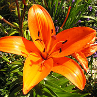 Orange lily