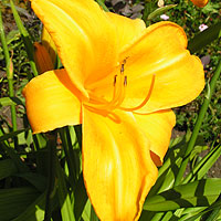 Yellow lily