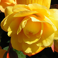 Yellow rose