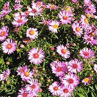 pink and white daisies