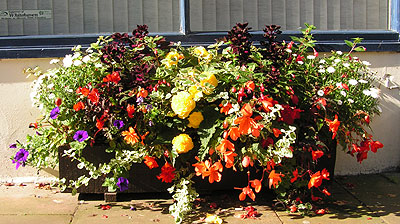 Planters outside shops full of blooms