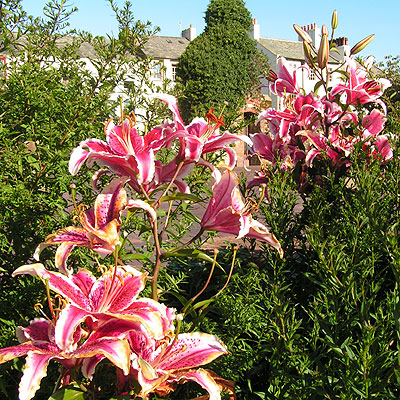 large red and white blooms amongst green foliage