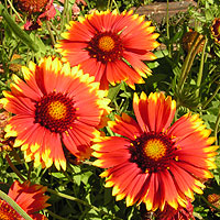 red daisies with yeloow tipped petals
