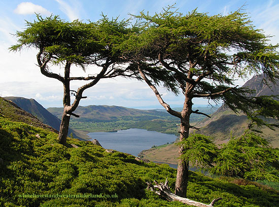 Trees above Crummock water