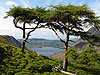 crummock through trees - click for full image