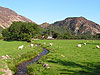 sheep grazing - click to view