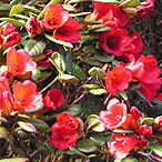 red flower bloom at muncaster