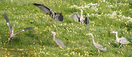 Herrons feeding at Muncaster