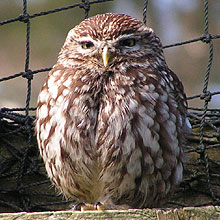 little owl