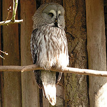 great gray owl