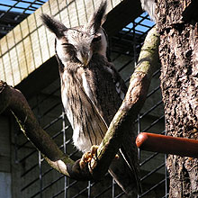 scops owl